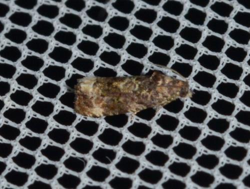 Endothenia oblongana